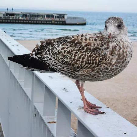 Prywatny Salon Z Aneksem Kuchennym, Sypialnią W Diva Apartament Kołobrzeg